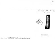 Iomoides glabra
