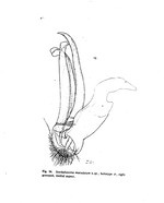 Isocladosoma maculatum
