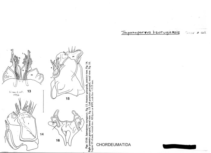 Japanoparvus tsurugiensis