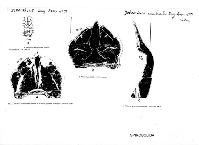 Jobocricus centralis