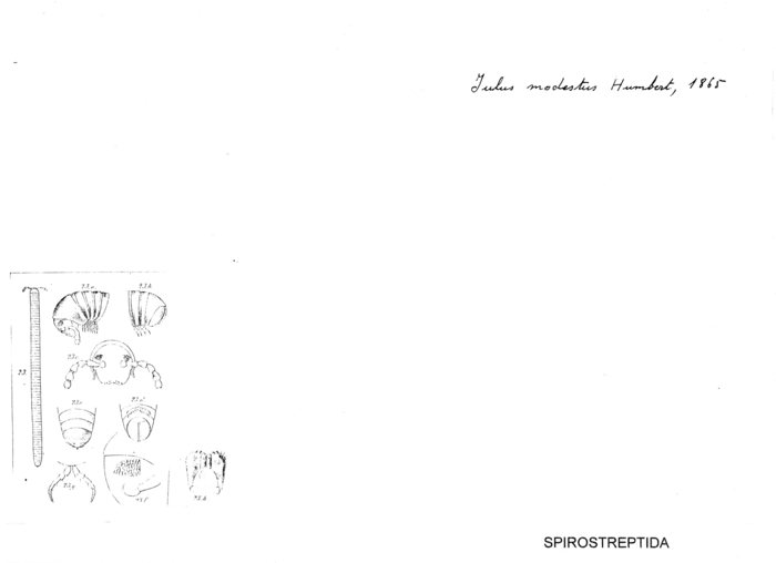 Julus modestus