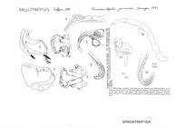 Junceustreptus jucundus