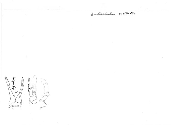 Karteroiulus ocellatus