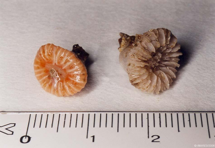 Caryophyllia smithii Stokes & Broderip, 1828 Caryophyllia smithii Stokes & Broderip, 1828