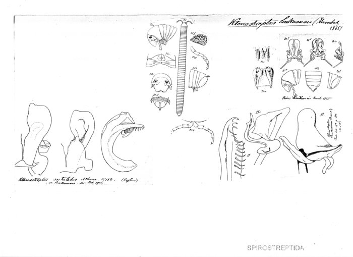 Ktenostreptus lankaensis