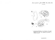 Laciniogonus furcillatus