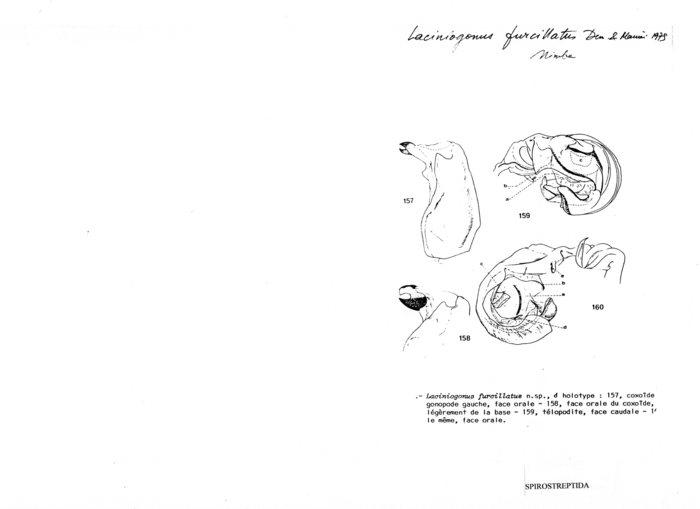 Laciniogonus furcillatus