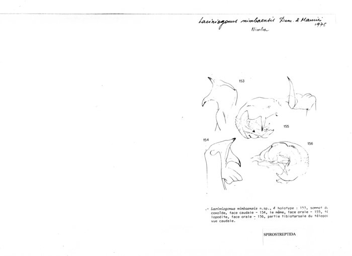Laciniogonus nimbaensis