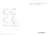 Leptherpum schomburgkii