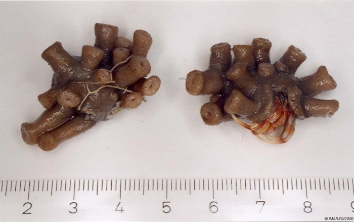 Epizoanthus Epizoanthus