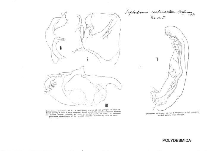 Leptodesmus cochreanae