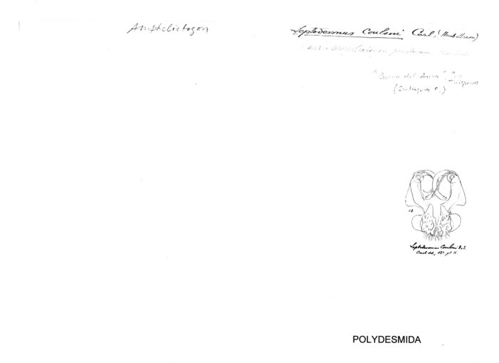 Leptodesmus couloni