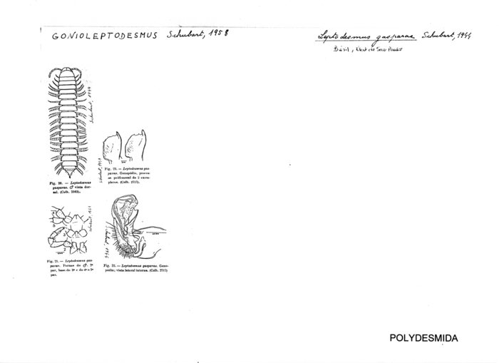 Leptodesmus gasparae