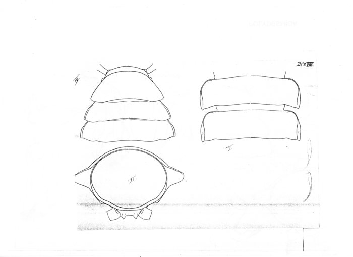 Leptodesmus gibbus