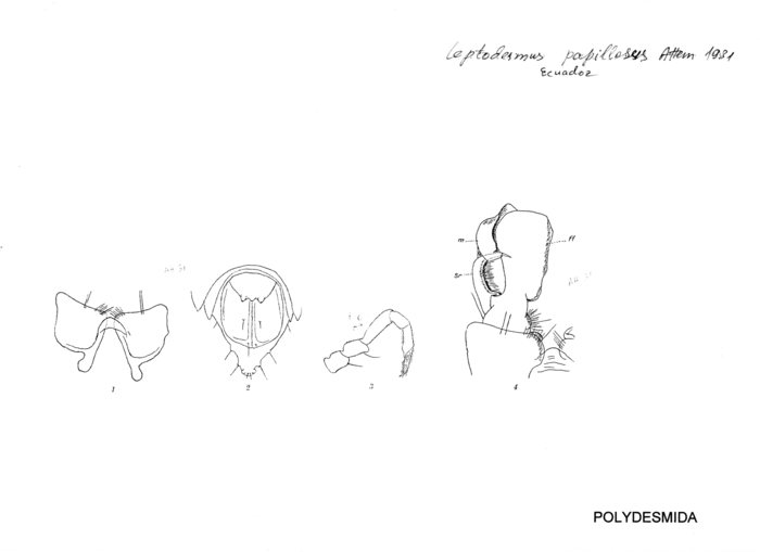 Leptodesmus papillosus