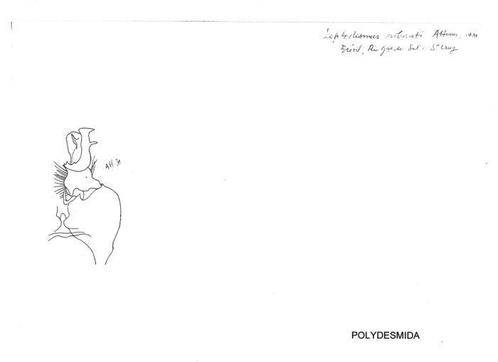 Leptodesmus ribauti