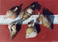Hormathia digitata (0.F. Mler, 1776) 