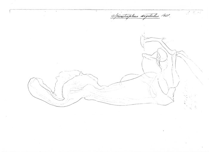 Spirostrophus digitulus