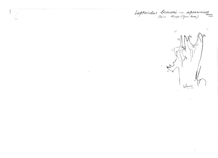 Leptoiulus braueri apenninicus