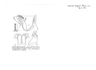 Leptoiulus bruyanti