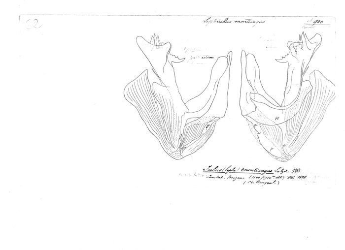 Leptoiulus montivagus