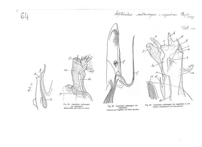 Leptoiulus saltuvagus engadinus