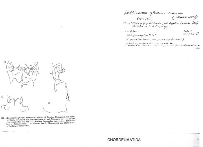 Lessinosoma ghidinii manivae