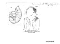 Levizonus malewitschi