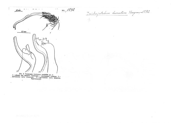 Levizonus variabilis