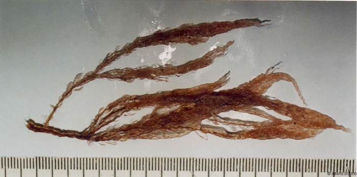 Abietinaria abietina (Linnaeus, 1758) Abietinaria abietina (Linnaeus, 1758)
