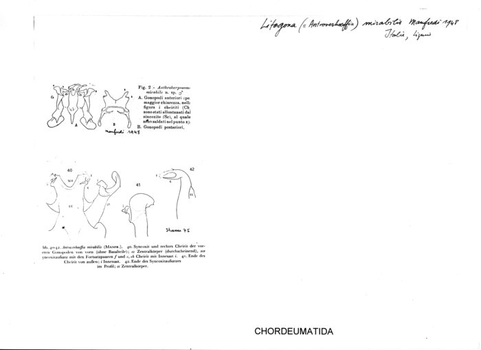 Litogona mirabilis