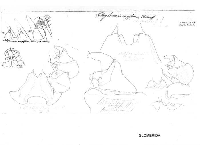 Loboglomeris rugifera