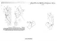 Lysiopetalum furculigerum