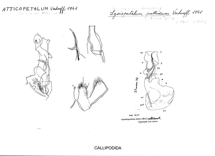 Lysiopetalum pallidum