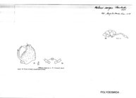 Mabocus sangae