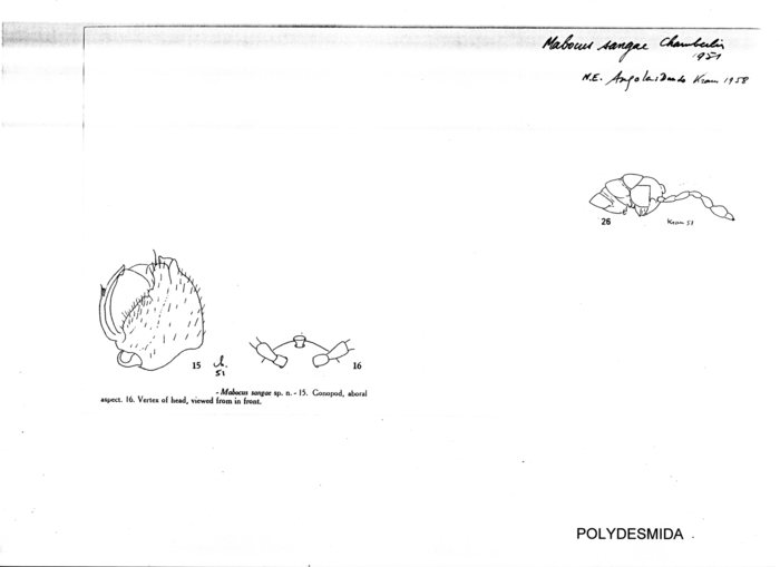 Mabocus sangae
