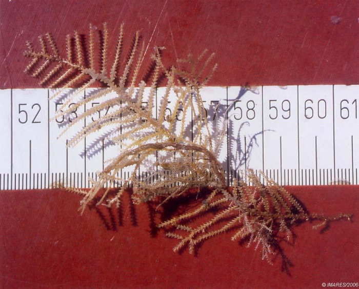 Diphasia sp. Diphasia sp.