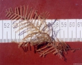 Hydrozoa (hydroids)