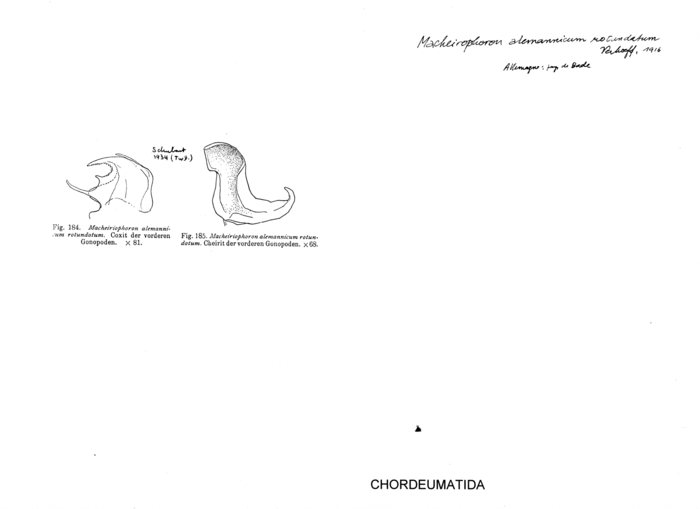 Macheiriophoron alemannicum rotundatum