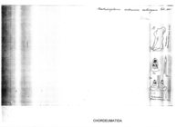 Macheiriophoron wehranum calcivagum