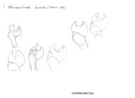 Marquetiella lunata