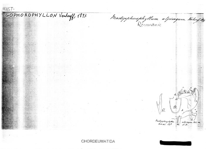 Mastigophorophyllon alpivagum