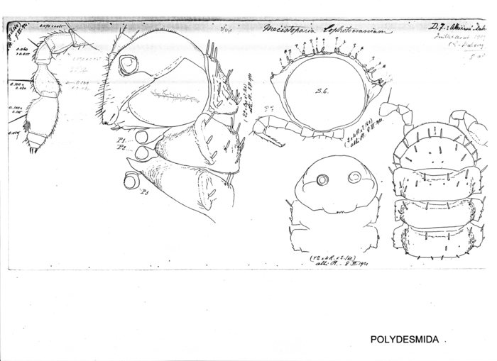 Mecistoparia lophotocrania