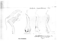 Melaphe mauritanicus