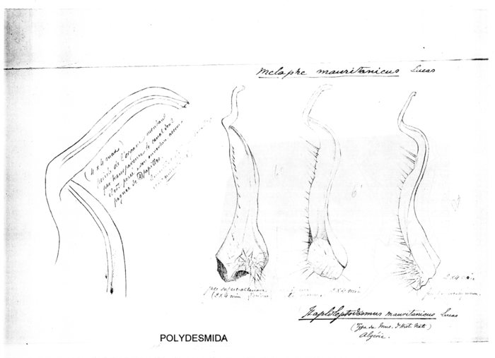 Melaphe mauritanicus