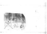 Melaphe mauritanicus