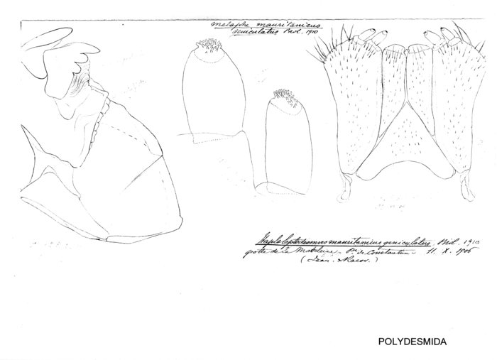 Melaphe mauritanica