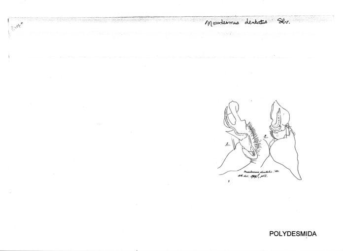 Mesodesmus dentatus