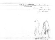 Syrioiulus sporadensis