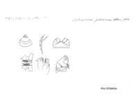 Metriozonium jabadinum